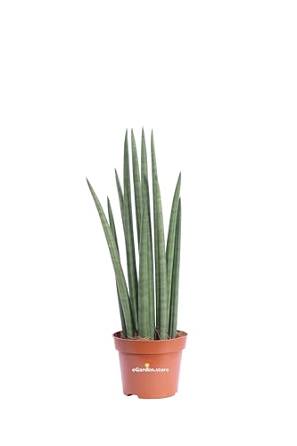 Pianta di Sansevieria Cylindrica pianta da interno pianta esotica pianta vera di Sansevieria pianta succulenta pianta ornamentale pianta grassa venduta da eGarden.store