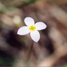 New Fresh 40pcs Bluets Houstonia Seeds Generic