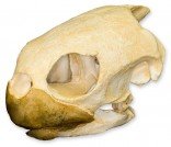 Green Sea Turtle Skull (Teaching Quality Replica)