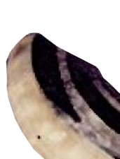Kosher Ram's Horn Shofar - Authentic Natural Hand Made In Israel (13.5" - 15.5") #TOP2