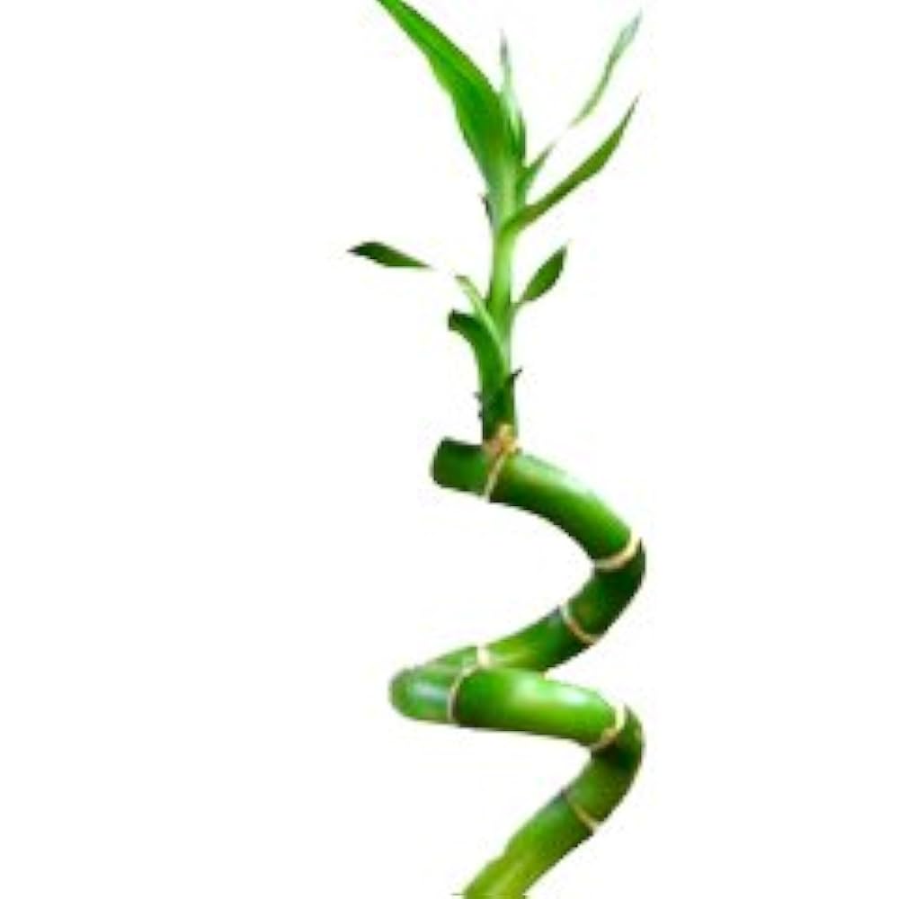 Amazon｜萬年竹(ミリオンバンブー) 小さな葉の観葉植物 富貴竹