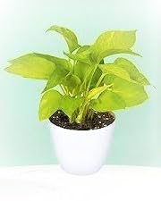 Money Plant in Pot, Indoor Air Purifying Plant, Brings Positive Energy Ideal for homes and offices, this decorative plant adds a touch of natural beauty with its vibrant green leaves-image-25