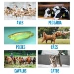 Leitor Microchip Pet Animal Portátil Tela Lcd Recarregável