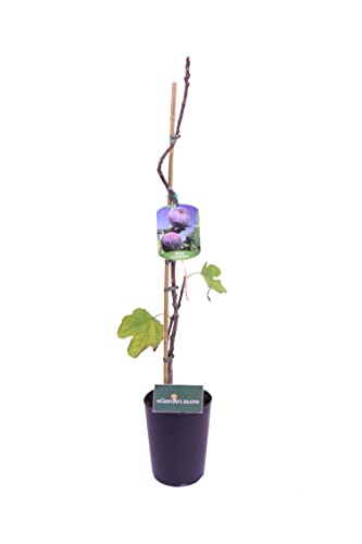 eGarden.store - Pianta vera di Fico o Fioreone o Ficus Carica diverse varietà 2 anni - Albero da frutta commestibile da coltivare in giardino o in vaso (Fiorone Nero)