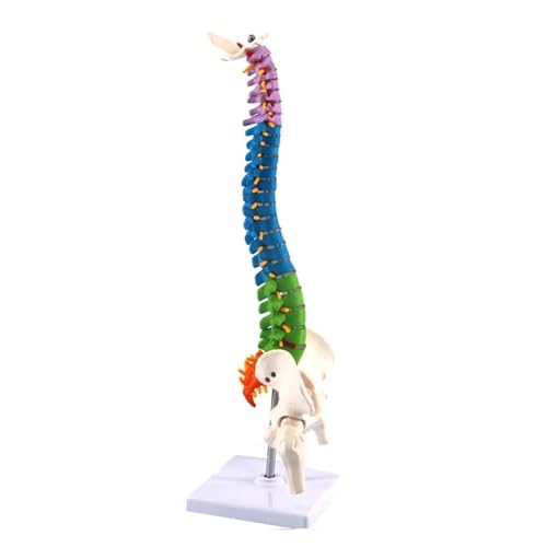 Modelo de anatomía pélvica de la columna humana, 45 cm, ciencia médica, enseñanza, biología, recursos de neurocirugía, modelos anatómicos, esqueleto