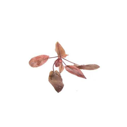 Cryptocoryne Flamingo Live Aquarium Plant 3 Potted Plants, Pink Crypt Freshwater Foreground Midground Aquatic Plant