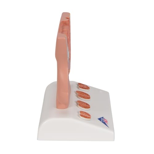 Image of 3B Scientific K41 Prostate Model, 1 /2 Natural Size, 5.3 inch x 3.9 inch x 5.5 inch