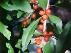 10 semillas de Ilex decidua CADUCAS arbusto acebo Seeds