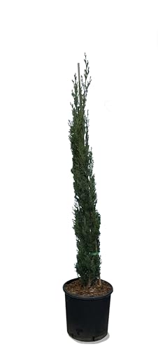 Sunny Tree Cyprès Sempervirens Totem - Cyprès italien résistant à l'hiver - 140 cm - Vert persistant - Résistant au froid jusqu'à -18 ans
