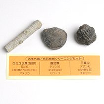 Amazon | SCIENCE New 化石発掘クリーニングセット（化石3種類