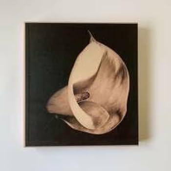 ロバート・メイプルソープ 写真集 MAPPLETHORPE PISTILS PISTILS by Robert Mapplethorpeロバート・メイプルソープ