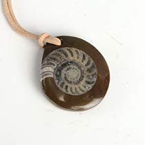 シマハイエナ　アンモライト　化石 2点セット シマハイエナ アンモライト 化石 2点セット 61IdOseHX2L._UF350