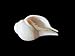 Spiritual Large Original Loud Blowing Shankh|Conch Blowing Shank- Shank for Pooja and Havan- Weight- 400g Approx., Size - L- 6 inches,Diameter-9.5 inches - Quality