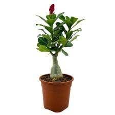 Adenium plants | plants for adenium | With pot (pack of 2) : Amazon.in ...