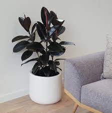 Rubber plant indoor live plant big size || live indoor plant for big size rubber || pack of 1 (B0CWP79MQ2) Amazon Price History, Amazon Price Tracker