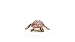 Schleich Wild Life - Wild Animal Toy Hawskbill Sea Turtle Ocean Animal Figurine