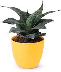 Image of Live Black Snake Plant with Yellow Decorative Pot Indoor Plants for Living Room, Home & Office Decoration And Garden (3Inch Pot, Yellow)
