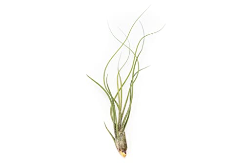 Pack Of "Wild Ones" Air Plants - Tillandsia Caput Medusae, Butzii & Bulbosa Guatemala - Air Plants Live Succulent House Plants For Holders - Available In Wholesale And Bulk Sale- Home And Garden Decor - Easy Care Indoor And Outdoor Plants (Pack Of 6) #TOP2