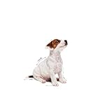 ROYAL CANIN Mini Puppy | 4er Pack | 4 x 12 x 85 g | Nassfutter für kleine Hundewelpen | Bis zum 10. Lebensmonat | Feine Stückchen in Soße | Weiche Textur für die Milchzähne