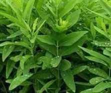plant nursery online white Sandalwood Plants, CHANDAN PLANT (B09SHLG3DB) Amazon Price History, Amazon Price Tracker