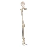 寛骨まで含んだ下肢の骨模型です,股・膝・足首は動きます - 下肢骨モデル,寛骨付 - 3B Scientific