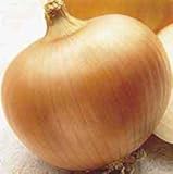 Onion Yellow Sweet Spanish Great Heirloom Vegetable by Seed Kingdom Bulk 5,000 Seeds