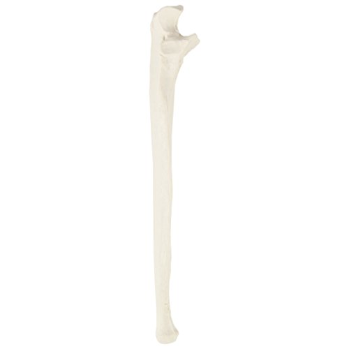 Axis Scientific Ulna Bone Model | Left | Cast From A Real Human Ulna Bone L Forearm Bone Model Has Realistic Texture And Important Bony Landmarks #TOP5