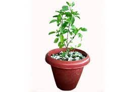 See full amazon price history chart for CosaCentrum Live Tulsi Plant | Holy Basil with Assorted Pot for Indoor, Outdoor,Home Office,Pooja Plants with pot CosaCentrum Live Tulsi Plant | Holy Basil with Assorted Pot for Indoor, Outdoor,Home Office,Pooja Plants with pot (B0BPHRZNZZ) Amazon Price History, Amazon Price Tracker