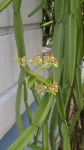 SelfLine | Hadjot | Veldt Grape | Adamant Creeper Plant In Polythene Bag (B0B65PGL3J) Amazon Price History, Amazon Price Tracker