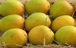 THE GREEN VIEW GARDENS Live Himsagar Mango Grafted Fruit Plant 1 Healthy Plant Sweet Mango (B0CKX614M2) Amazon Price History, Amazon Price Tracker