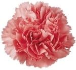 Bulk Carnations | Pink | 400