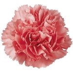 Bulk Carnations | Pink | 400 #TOP21