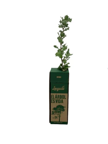 ARBOLITO (6 arbolitos de Encina)