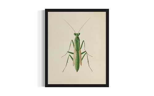 Praying Mantis Wall Art Print Poster, Insect Posters Prints Enntomological