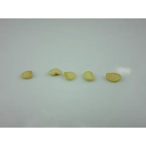 Robsrareandgiantseeds Pumpkin on a Stick Seeds Cover