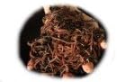 Worms | 1/2 lb.