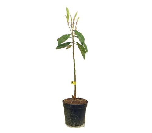 NISPERO GOLDEN NUGGET | M25 | 90-120CM | Planta natural Exterior | Cítricos y frutales
