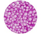 Foam Clay, Neon Purple, 560 G #TOP2