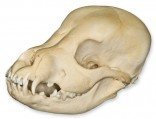 Domestic Dog Puppy Skull (Natural Bone Quality A)