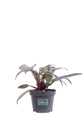 Pianta di Philodendron Pink Princess pianta di Filodendro pianta da interno pianta tropicale pianta ornamentale di Philodendron Pink Princess pianta variegata pianta vera venduta da eGarden.store