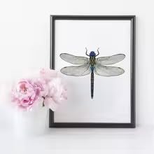 BMGKYAGL Dragonfly Art Print Poster Wall Pictures For Home Decor Dragonfly Canvas Painting Modern Wall Decor (60x90cm / Inner Frame)