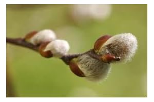 New Fresh 20Pcs Pussy Willow Plant Seeds for Garden Pots Indoor and Outdoor Plant Seedlings