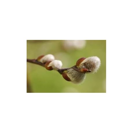 New Fresh 20Pcs Pussy Willow Plant Seeds for Garden Pots Indoor and Outdoor Plant Seedlings