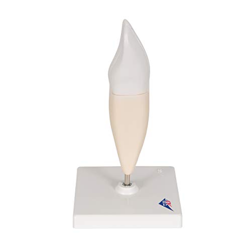 Image of 3B Scientific D10 /1 Lower Incisor 2-part - 3B Smart Anatomy