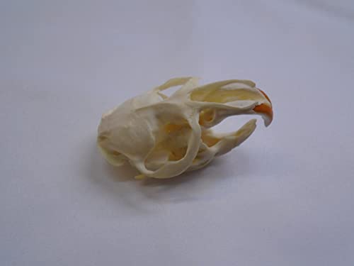 Real Muskrat Skull4