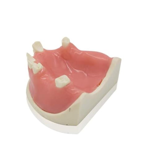 Modèle mandibulaire taille réelle AMITD : dents fixes haute fidélité