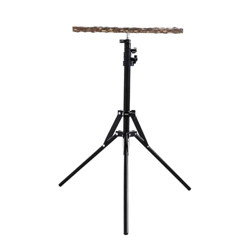 Phantasmia ~܂؃X^h ߉\ @\ ܂肽݋Or ؐ}40cm ^CRp