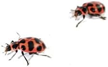 Insect Lore Live Ladybug Growing Kit Toy -Ladybug Land with One Tube