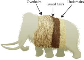 Amazon | SCIENCE 化石標本Woolly Mammoth Hair「マンモス 実物の体毛