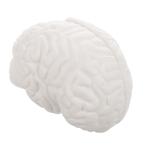 Modèle anatomique du cerveau structure cérébrale réaliste en PVC